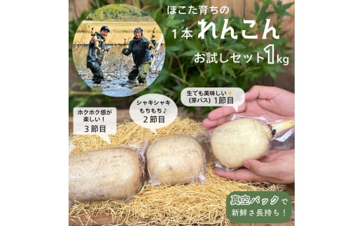 1本れんこん お試しセット ［真空パック入り / 1kg 以上］ 芽バス １節目 ２節目 ３節目 食べ比べ レンコン 蓮根 栗田農園 560312 - 茨城県鉾田市