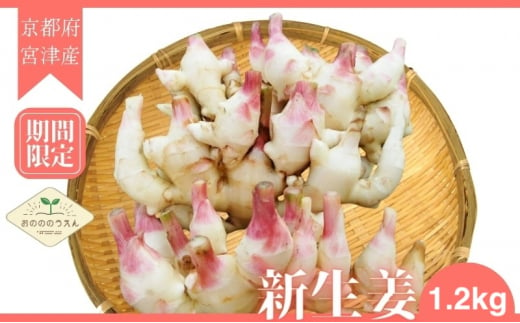 新生姜 京都府宮津産 25年発送分受付_新生姜 1.2kg 生姜 しょうが ショウガ 野菜 薬味 瑞々しい 甘酢漬け 宮津市 京都府[№5716-0680] 1515459 - 京都府宮津市