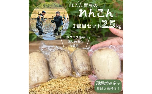 3節目 れんこん ［真空パック入り / 2.5kg 以上］ レンコン 蓮根 茨城県産 茨城 鉾田市産 鉾田 560309 - 茨城県鉾田市