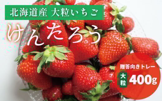 【100組限定】おがファームの道産子大粒いちご「けんたろう」400g　E026 718029 - 北海道栗山町