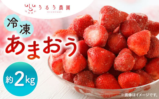 うるう農園 冷凍あまおう 約2kg【2025年1月下旬～2025年3月上旬順次発送予定】あまおう いちご イチゴ 苺 フルーツ 果物 福岡県産 1513978 - 福岡県北九州市