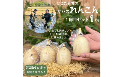 希少 芽バス １節目 れんこん ［真空パック入り / 1kg 以上］ レンコン 蓮根  茨城県産 茨城 鉾田市産 鉾田  560311 - 茨城県鉾田市