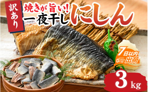 【12月26日受付分まで年内配送】【訳あり】 焼きが旨い！ 一夜干しにしん 約3.0kg [A-155002]【年内発送 年内お届け】 1519163 - 福井県福井市