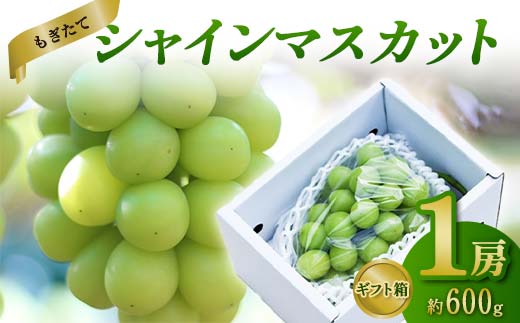 【先行受付（令和7年度発送）】もぎたてシャインマスカット1房 600g程度 ギフト箱入り FSY-2029 1544769 - 山形県山形県庁