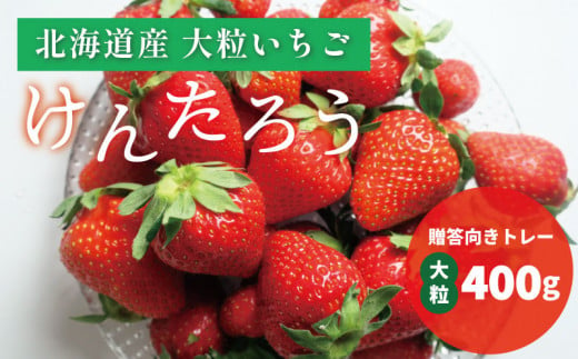 【先行予約】おがファームの道産子いちご 大粒「けんたろう」400g　YE026 1156005 - 北海道栗山町