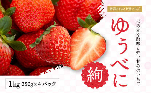 絢音ベリー農園 "絢"  いちご 計1kg (250g×4)【ゆうべに】【2024年12月上旬から2025年1月上旬発送予定】 1302163 - 熊本県熊本市