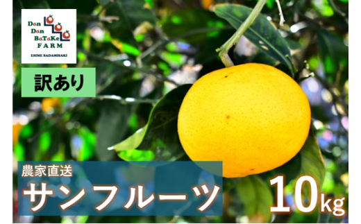 【先行予約】【訳あり】サンフルーツ 約10kg | 柑橘 みかん 果物 フルーツ 愛媛県産 農家直送　※離島への配送不可　※2025年4月上旬より順次発送予定 1514880 - 愛媛県伊方町