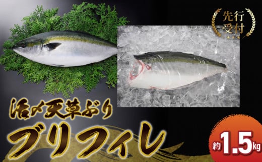 S042-005_活〆天草ぶり ブリフィレ 約1.5kg【先行予約】