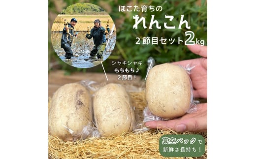 ２節目 れんこん ［真空パック入り / 2kg 以上］ レンコン 蓮根 茨城県産 茨城 鉾田市産 鉾田 560310 - 茨城県鉾田市