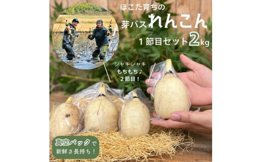 希少 芽バス １節目 れんこん ［真空パック入り / 2kg 以上］ レンコン 蓮根  茨城県産 茨城 鉾田市産 鉾田 