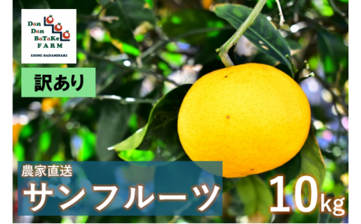 [先行予約][訳あり]サンフルーツ 約10kg | 柑橘 みかん 果物 フルーツ 愛媛県産 農家直送 ※離島への配送不可 ※2025年4月上旬頃に順次発送予定