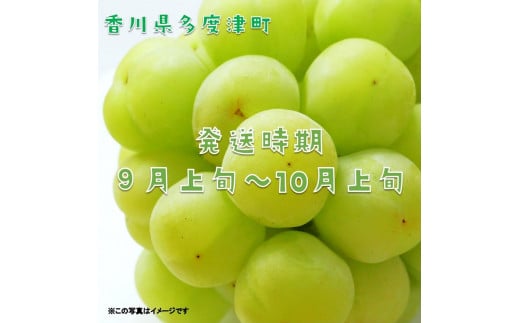 香川県多度津町のふるさと納税 多度津町産 瀬戸ジャイアンツ　約1.2kg【令和7年9月上旬頃より発送！】【A-45】