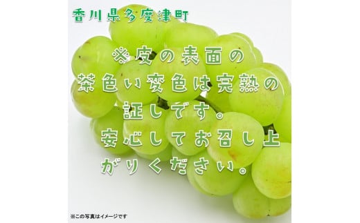 香川県多度津町のふるさと納税 多度津町産 瀬戸ジャイアンツ　約1.2kg【令和7年9月上旬頃より発送！】【A-45】