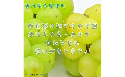 香川県多度津町のふるさと納税 多度津町産 瀬戸ジャイアンツ　約1.2kg【令和7年9月上旬頃より発送！】【A-45】