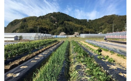 高知県中土佐町のふるさと納税 【定期便全4回】高知の旬をお届け「中里自然農園・旬のお野菜便」 定期便 野菜 セット 野菜の詰め合わせ 8～10種類 高知 新鮮 農薬不使用 化学肥料不使用 安心 旬 野菜 フレッシュ