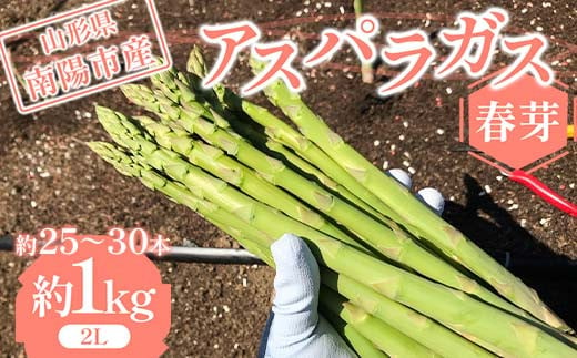 【令和7年産先行予約】 アスパラガス （春芽） 約1kg （2Lサイズ 約25～30本前後） 《令和7年5月上旬～発送》 『みつば農園』 山形県 南陽市 [1953] 1147548 - 山形県南陽市