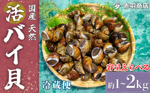 [ 容量 選べる ]天然 活バイ貝 約 1~2kg 冷蔵 南知多町産 国産 貝 調理 塩ゆで ボイル 貝 うま煮 煮物 バイ貝 炊き込み ご飯 ごはん 貝 バイ貝 ボンゴレビアンコ 料理 新鮮 海鮮 魚介 バイ貝 魚貝 バイガイ ふるさと納税貝 ふるさと納税バイガイ ふるさと納税バイ貝 ふるさと納税おかず 人気 おすすめ 愛知県 南知多町