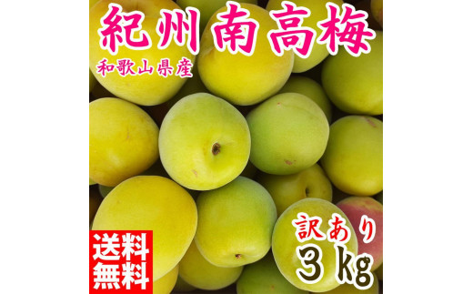 青梅 約3kg 訳あり 紀州南高梅 シロップ・梅酒・梅干し用など 和歌山県有田産 2026年5月下旬～7月上旬発送予定