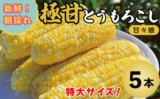 とうもろこし コーン 5本 約 2kg 先行予約 甘々娘 トウモロコシ 甘い 期間限定 夏 旬 野菜 鍋 炒め物 煮物 スープ 弁当 惣菜 おかず 健康 新鮮 国産 送料無料 吉野川市 徳島県 865306 - 徳島県吉野川市