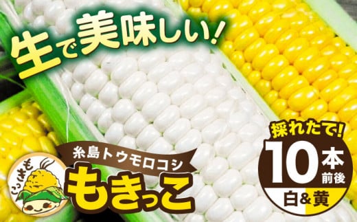 【先行予約】 糸島 トウモロコシ 『もきっこ』 白 黄 ミックス （ 10本前後 ）【2025年6月下旬以降順次発送】 《糸島》 【内田農業】  [AZH003] 407399 - 福岡県糸島市