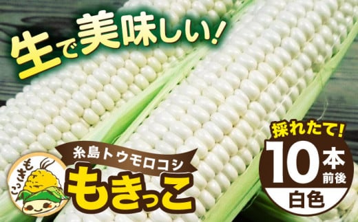 【先行予約】 糸島 トウモロコシ 『もきっこ』 白 （ 10本前後） 【2025年6月下旬以降順次発送】《糸島》 【内田農業】 [AZH002] 407487 - 福岡県糸島市