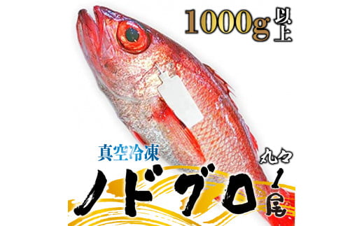 ノドグロ  約1000g以上 1尾 1kg 新潟 日本海産 高級魚 アカムツ 新鮮 真空 急速冷凍 冷凍 魚介類 日本海 新潟産 国産 1519586 - 新潟県新発田市