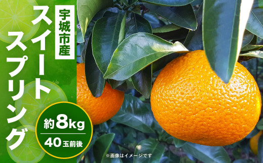 宇城市産 スイートスプリング 約8kg（40個前後） ひでみかん 【12月上旬から2025年1月下旬発送予定】 柑橘 果物 くだもの お取り寄せ 熊本県 宇城市 322651 - 熊本県宇城市