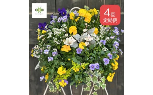 【年4回定期便】 花 ハンギング バスケット 花苗 植物 ガーデニング おまかせ 寄植え 季節 花 プレゼント インテリア フラワー 定期便 頒布会  [4756349]