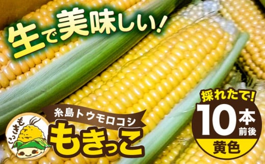 【先行予約】糸島 トウモロコシ 『もきっこ』 黄 （ 10本前後 ） 【2025年6月下旬以降順次発送】《糸島》 【内田農業】 [AZH001] 407486 - 福岡県糸島市