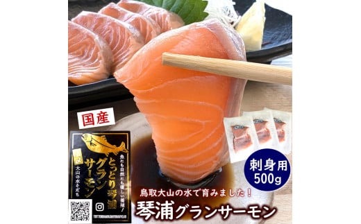 サーモン 琴浦 グランサーモン 500g ( 3-5パック ) 刺身用 小分け 生食 国産 陸上養殖 刺身 刺し身 さしみ 冷凍 鮭 サケ 魚 さかな 海鮮 魚介類 鳥取 人気 おすすめ 真空 個包装 1516326 - 鳥取県琴浦町