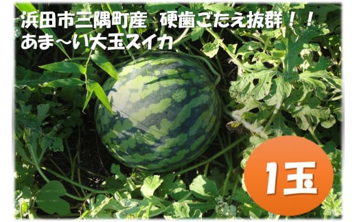 【先行予約】浜田市三隅町産の硬くて歯ごたえのある甘い大玉スイカ1玉〈2025年7月中旬から発送〉 【1992】