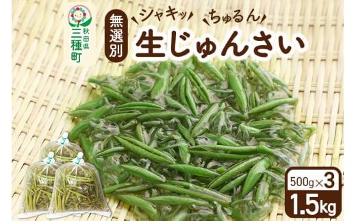 生じゅんさい無選別 1.5kg(500g×3袋)《冷蔵》（2025年5月中旬(収穫後)から7月末、順次発送予定）朝採りして当日発送！ -  秋田県三種町｜ふるさとチョイス - ふるさと納税サイト