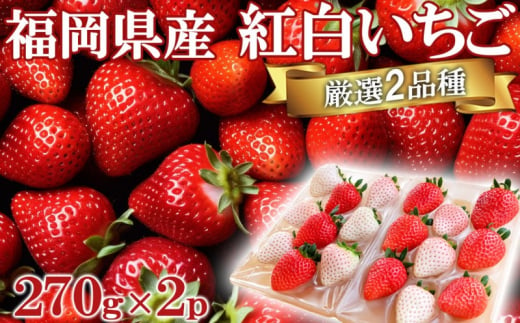 いちご いただきいちご園 厳選 2品種 色鮮やかなめでたい 紅白いちご ボリューム セット 果物 デザート イチゴ 苺 1517370 - 福岡県小郡市