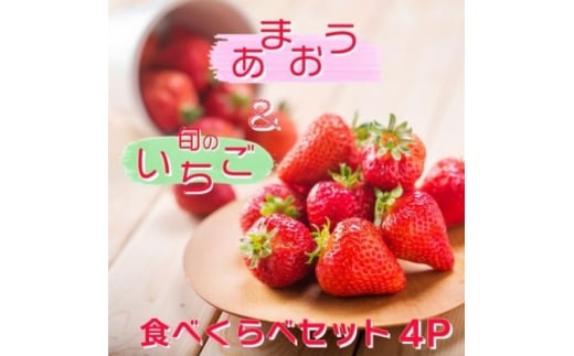 いちご いちご職人 白木のいちご 「あまおう2P」と「旬のいちご2P」 食べ比べ セット イチゴ 苺 果物 デザート ※配送不可:沖縄・離島・北海道・東北