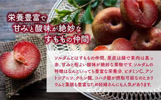 2025年分発送】 ソルダム すもも 約1.2kg 先行予約 先行 予約 山梨県産 産地直送 フルーツ 果物 くだもの スモモ すもも 新鮮 人気  おすすめ 国産 贈答 ギフト お取り寄せ 山梨 甲斐市 AD-65 - 山梨県甲斐市｜ふるさとチョイス - ふるさと納税サイト