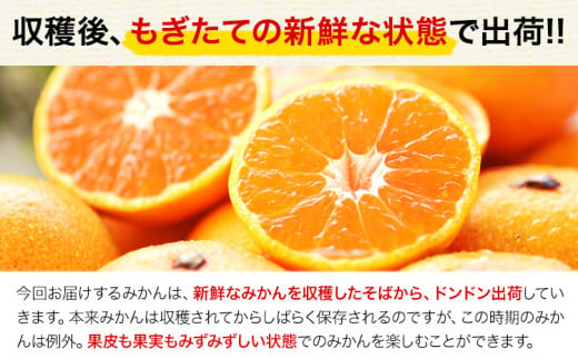 熊本県玉東町のふるさと納税 最短7日発送！ 訳あり みかん 小玉みかん くまもと小玉みかん 4kg  秋 旬 不揃い 傷 ご家庭用 SDGs 小玉 たっぷり 熊本県 産 S-3Sサイズ フルーツ 旬 柑橘 熊本県産 温州みかん《7-14日以内に出荷予定(土日祝除く)》 早く届く