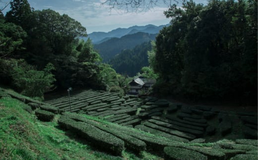 大分県日田市のふるさと納税 山の民の原生茶（一番茶葉）　ほうじ茶・煎茶　各70g 日田市　/　田島山業株式会社 [ARBK002]