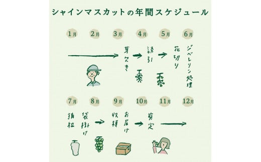 山梨県富士吉田市のふるさと納税 【2025年先行予約】山梨県産シャインマスカット3kg フルーツ 山梨県産 果物 旬 高級 先行予約 2025年 ぶどう 山梨 富士吉田市