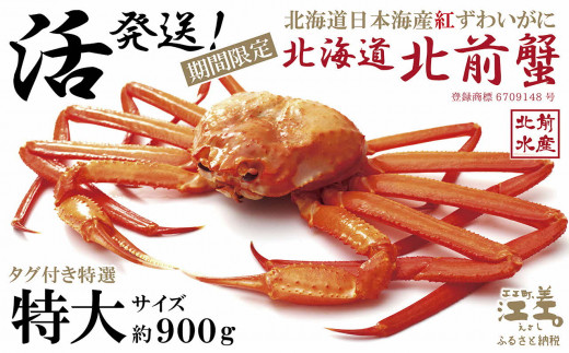 ＼3～4月限定出荷／活発送！【特大】『北海道北前蟹』タグ付き特選 約900g（冷蔵）　年にひと月だけの期間限定「生」出荷　北海道日本海産紅ずわいがに　カニかご漁師直販　厳格な鮮度管理　新鮮　甘くてジューシー　活カニ　生蟹　かに刺し　焼き蟹　蒸し蟹　かにみそ　かにしゃぶ　かに鍋　国産ベニズワイ