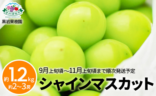 [No.5657-2873]シャインマスカット 約1.2kg (約2～3房) 《黒岩果樹園》■2025年発送■※9月上旬頃～11月上旬頃まで順次発送予定 1060408 - 長野県須坂市