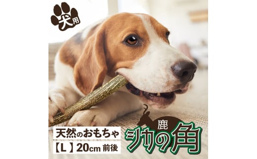 北海道産熊笹 犬が喜ぶおやつ♪ 鹿角 1本 Lサイズ 【大型犬におすすめ】