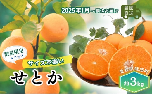 【農園直送！】訳アリ 愛媛の柑橘「せとか」 サイズ不揃い 3kg ハウス栽培 2025年1月から順次発送  家庭用 砥部町 みかん 数量限定 箱[№5310-0250] 1518602 - 愛媛県砥部町