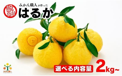 [選べる内容量] 先行受付 訳あり はるか 2kg 5kg 7kg [発送時期 1月中旬〜3月] なくなり次第終了 柑橘 かんきつ 期間限定 みかん 蜜柑 冬 糖度 フルーツ 果物 くだもの 傷 不揃い 愛媛県 愛南町 みかん職人武田屋