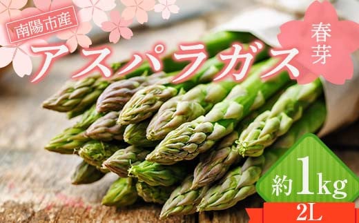 【令和7年産先行予約】 アスパラガス (春芽) 約1kg (2Lサイズ  約25～30本前後) 《令和7年5月～発送》 『生産者 紺野 幸陽』 グリーン 山形南陽産 農家直送 山形県 南陽市 [2242] 1511962 - 山形県南陽市