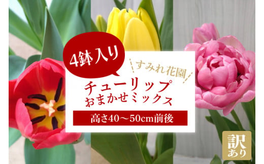 【2025年2月より発送】【訳あり】チューリップ　4鉢入り　おまかせミックス(EH-21) 1506159 - 茨城県行方市