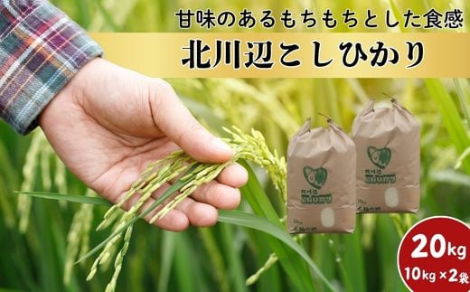 【令和6年産新米】埼玉県一位の米どころ「北川辺こしひかり（20kg）」甘みあるもちもち食感