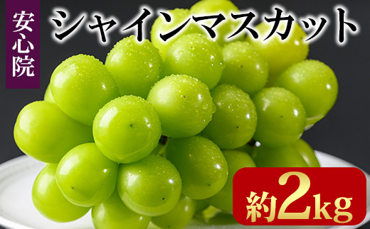 シャインマスカット(約2kg)フルーツ 果物 葡萄 ぶどう 安心院 人気 ランキング＜先行予約受付中！2025年8月下旬より順次発送予定＞＜北海道 沖縄 離島配送不可＞【106300501】【大分県農業協同組合　北部エリア】 302453 - 大分県宇佐市