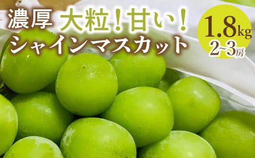 ＜25年発送先行予約＞農園直送！シャインマスカット　約1.8ｇ（2～3房入り） 109-018 1514519 - 山梨県笛吹市