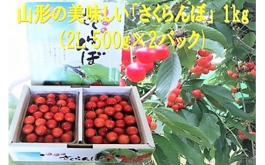 さくらんぼ（佐藤錦か紅秀峰）１ｋｇ　２Ｌサイズ　0032-2502 312389 - 山形県上山市