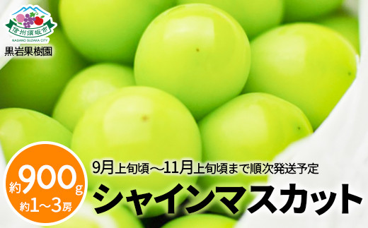 [No.5657-3471]シャインマスカット 約900g (約1～3房)《黒岩果樹園》■2025年発送■※9月上旬頃～11月上旬頃まで順次発送予定 1060916 - 長野県須坂市